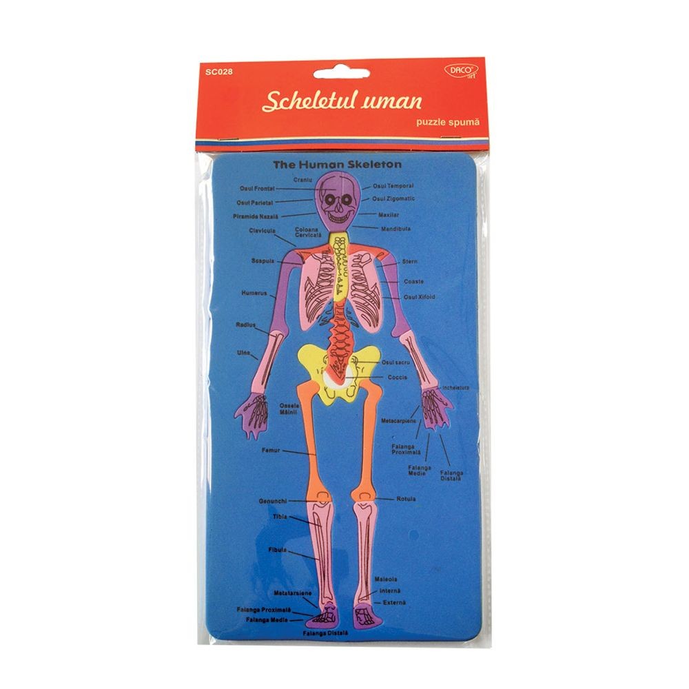 Set Didactic - Sd028 Scheletul Uman