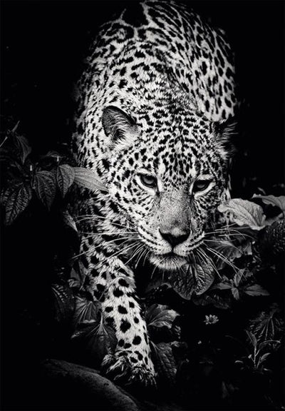 Calendar perete Animale 13 file EGO