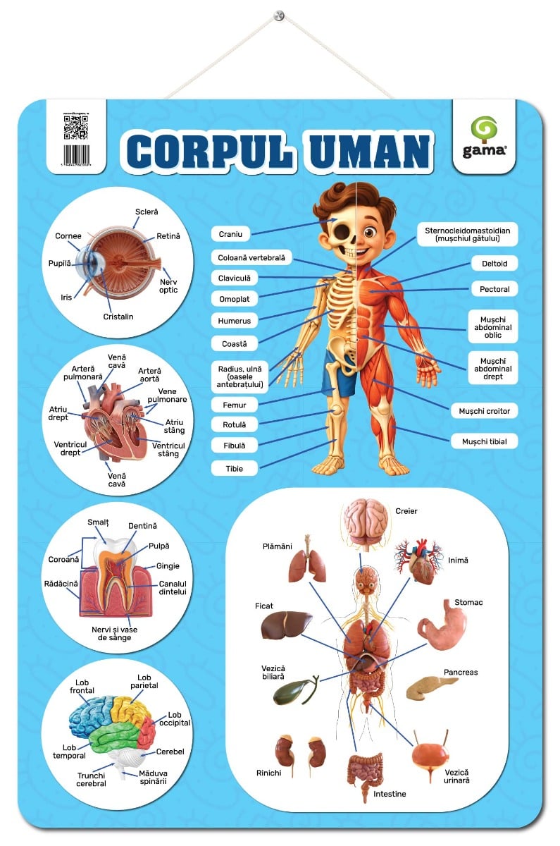 Corpul uman